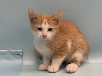 Spice -  Domestic Short Hair Cat for Adoption in Minneapolis, Minnesota - Spice | PetCurious