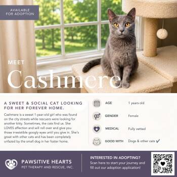 Cashmere -  Domestic Short Hair Cat for Adoption in Kenhorst, Pennsylvania - Cashmere | PetCurious