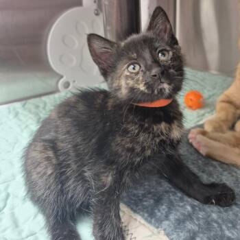 American Shorthair Cats Available for Adoption in Kingman, Kansas - Astra | PetCurious