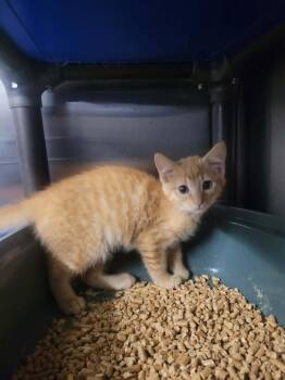 Derek -  Domestic Short Hair Cat for Adoption in Republic, Missouri - Derek | PetCurious