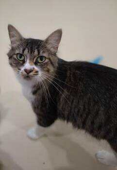 Peekers -  Domestic Medium Hair Cat for Adoption in Hamilton, Ontario - Peekers | PetCurious