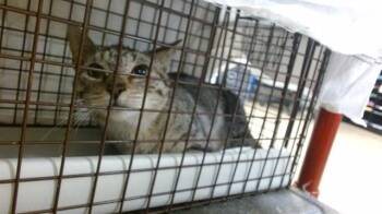 Domestic Short Hair Cats Available for Adoption in Doral, Florida - JUNIOR | PetCurious