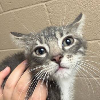 Tito -  Domestic Short Hair Cat for Adoption in Stillwater, Oklahoma - Tito | PetCurious