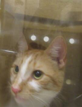 STEVE PURRY -  Domestic Short Hair Cat for Adoption in Derwood, Maryland - STEVE PURRY | PetCurious