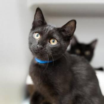Max -  Domestic Short Hair Cat for Adoption in Atlanta, Georgia - Max | PetCurious