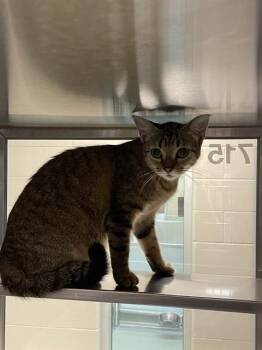 Buffy A219382 -  Domestic Short Hair Cat for Adoption in Plano, Texas - Buffy A219382 | PetCurious