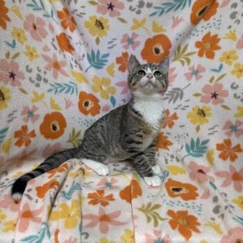 Burrito -  Domestic Short Hair Cat for Adoption in Anderson, South Carolina - Burrito | PetCurious