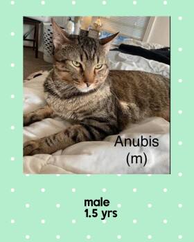 Domestic Short Hair Cats Available for Adoption in Holbrook, New York - ANUBIS | PetCurious