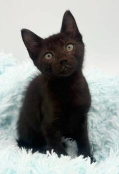 Taro -  Domestic Short Hair Cat for Adoption in Covington, Louisiana - Taro | PetCurious