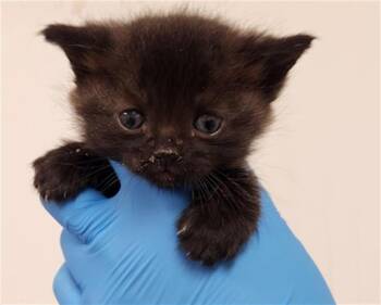 Domestic Short Hair Cats Available for Adoption - A2474707 | PetCurious