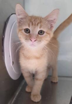 Melman -  Domestic Short Hair Cat for Adoption in Fort Lupton, Colorado - Melman | PetCurious