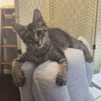 Domestic Short Hair Cats Available for Adoption in Houston, Texas - Popper | PetCurious