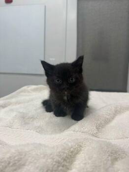 Raphael -  Domestic Short Hair Cat for Adoption in Kansas City, Missouri - Raphael | PetCurious