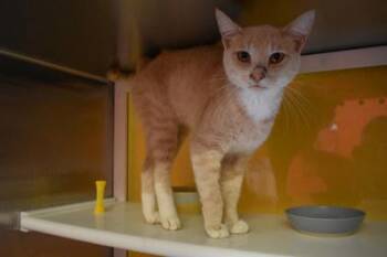 Lyle -  Domestic Short Hair Cat for Adoption in Kansas City, Missouri - Lyle | PetCurious