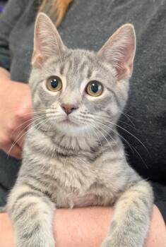 DAVE -  Domestic Short Hair Cat for Adoption in Canfield, Ohio - DAVE | PetCurious