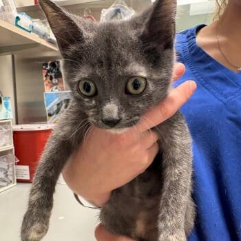 Star -  Domestic Short Hair Cat for Adoption in Englewood, Florida - Star | PetCurious