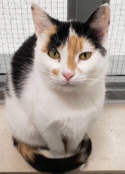 Rescue Domestic Short Hair Cats for Adoption in Cleveland, Ohio - Ophie | PetCurious