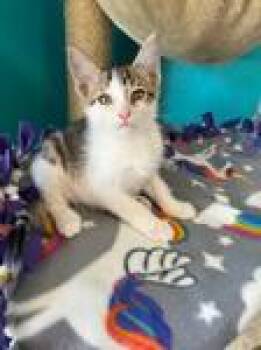 Rescue Domestic Short Hair Cats for Adoption in Chico, California - Lance & Leo (bonded Pair) | PetCurious