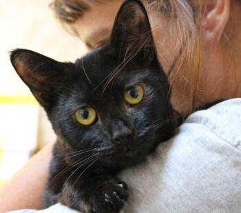 Gale -  Domestic Short Hair Cat for Adoption in Lorain, Ohio - Gale | PetCurious