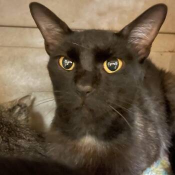 Idgie -  Domestic Short Hair Cat for Adoption in Norman, Oklahoma - Idgie | PetCurious