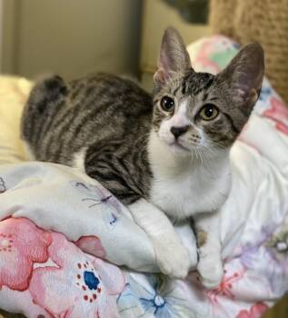 Philly (super affectionate) -  Domestic Short Hair Cat for Adoption in Los Angeles, California - Philly (super Affectionate) | PetCurious