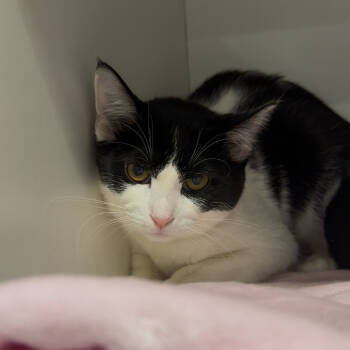 Rescue Domestic Short Hair Cats for Adoption in Matteson, Illinois - Cookie | PetCurious