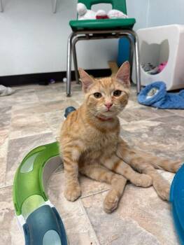 Rescue Tabby Cats for Adoption in Parlier, California - Kitten 27285 (Zinnia) | PetCurious