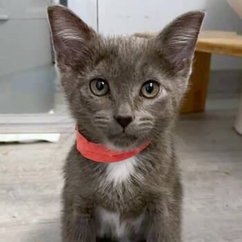 Garbanzo -  Domestic Short Hair Cat for Adoption in Woodinville, Washington - Garbanzo | PetCurious