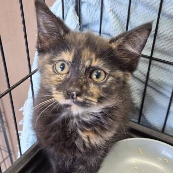 Eva -  Domestic Medium Hair Cat for Adoption in Cleveland, Mississippi - Eva | PetCurious