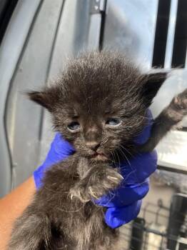 Domestic Short Hair Cats Available for Adoption in Dallas, Texas - REN | PetCurious