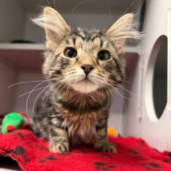 Domestic Medium Hair Cats Available for Adoption - Midnight | PetCurious