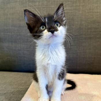 Olive -  Domestic Short Hair Cat for Adoption in Bel Air, Maryland - Olive | PetCurious