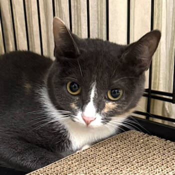 Rescue Domestic Short Hair Cats for Adoption in North Branford, Connecticut - 25-179 Birch | PetCurious