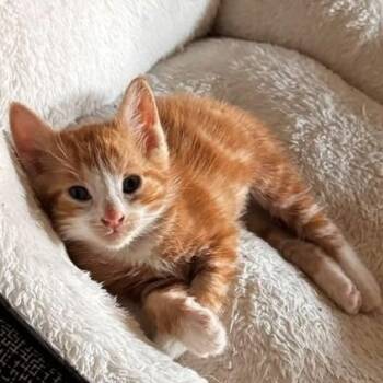 Rafiki -  Domestic Short Hair Cat for Adoption in New Berlin, Wisconsin - Rafiki | PetCurious