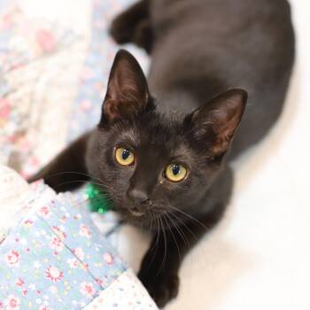 Josie -  Domestic Short Hair Cat for Adoption in Endicott, New York - Josie | PetCurious