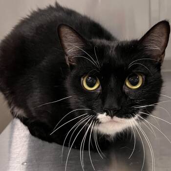 Shock -  Domestic Short Hair Cat Available for Adoption in Washburn, Missouri - Shock | PetCurious