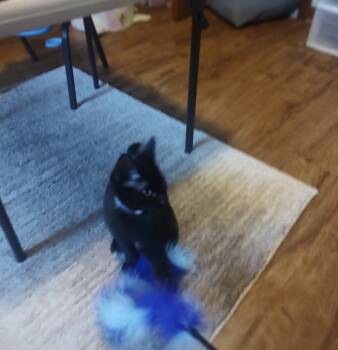 Rescue Domestic Short Hair Cats for Adoption in Calverton, Maryland - Pudding | PetCurious