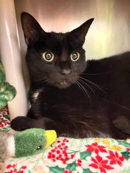 Domestic Short Hair Cats Available for Adoption - Riley | PetCurious