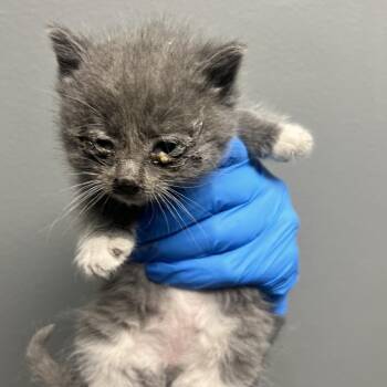 Domestic Short Hair Cats Available for Adoption in Allentown, Pennsylvania - LVH-Stray-13303 | PetCurious