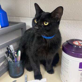 Rojo -  Domestic Short Hair Cat for Adoption in Ardmore, Oklahoma - Rojo | PetCurious