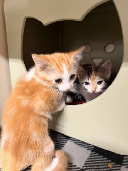 Five -  Domestic Short Hair Cat for Adoption in Topeka, Kansas - Five | PetCurious