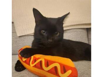 JASPER -  Domestic Short Hair Cat for Adoption in Fort Wayne, Indiana - JASPER | PetCurious