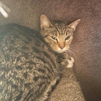 Nisha - Adoptable barn cat -  Domestic Short Hair Cat for Adoption in Flagstaff, Arizona - Nisha - Adoptable Barn Cat | PetCurious