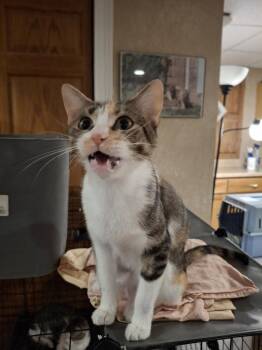 Domestic Short Hair Cats Available for Adoption - Palace W. | PetCurious