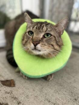 Domestic Short Hair Cats Available for Adoption - Ditch | PetCurious