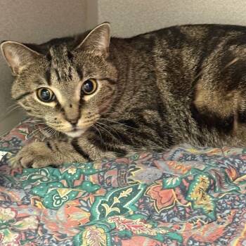Bartholomew -  Domestic Short Hair Cat for Adoption in Oshkosh, Wisconsin - Bartholomew | PetCurious