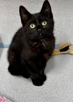 Tennessee -  Domestic Short Hair Cat Available for Adoption in Montgomery, New Jersey - Tennessee | PetCurious