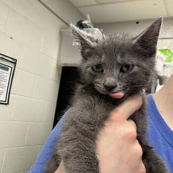 Aviator -  Domestic Short Hair Cat for Adoption in Evansville, Indiana - Aviator | PetCurious