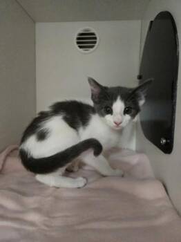 Abby Cadabby -  Domestic Short Hair Cat for Adoption in Savannah, Georgia - Abby Cadabby | PetCurious