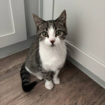 Rescue American Shorthair Cats for Adoption in Livingston, Texas - Chai | PetCurious